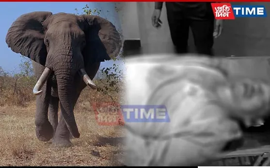 Assam: Biker Comes Up Against Herd Of Elephants; Gets Trampled To Death