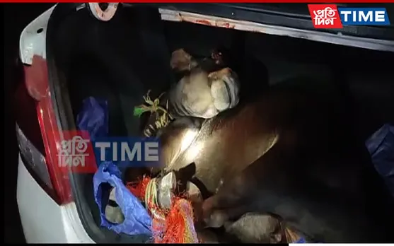 From Trucks to Luxury Cars- Cattle Smugglers Cannot Escape Assam Police