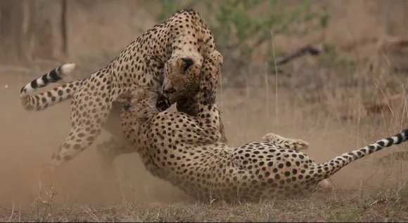 Third Cheetah Bought from Namibia Dies at Kuno National Park