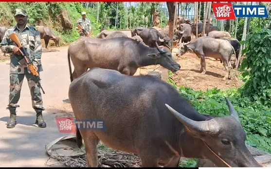 Meghalaya: BSF Spoil Smuggling Bid, Rescue 20 Cattle Heads