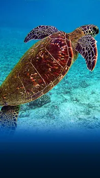World Turtle Day 2023: History and Significance 