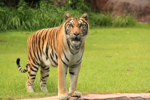 Bengal Tiger Carcass Found in Kaziranga’s Kohora Forest Area