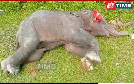 Assam: Elephant Calf Falls Into Well, Dies