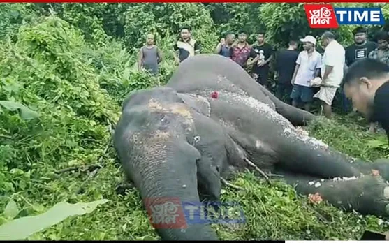 Adult Tusker Dies Of Electrocution In Goalpara
