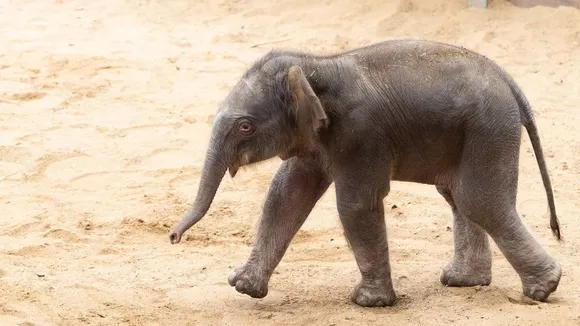 Assam: Elephant Calf Found Dead In Drain
