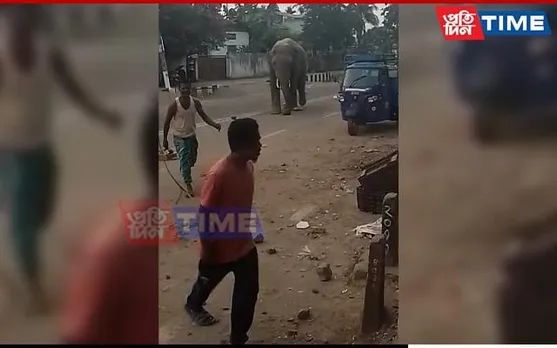 Wild Elephant Roams Guwahati Streets, Creates Ruckus