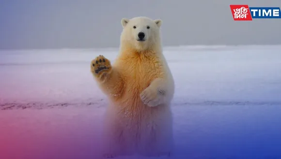 I Turn Polar Bears White Riddle: Check Out The Answer and Logical Explanation 