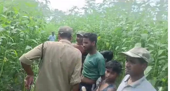Assam: Bengal Tiger Wanders Into Nagaon Village, Sparks Panic Among Locals