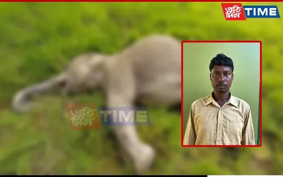 Illegal Electric Fence Beside Kaziranga Kills 7-Year-old Elephant Calf 