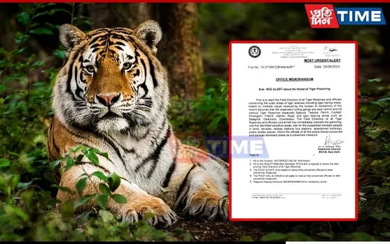 WCCB Issues Red Alert in Tiger Reserves After Tiger Skin & Bones Seized in Assam