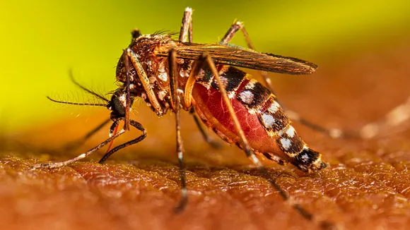 Kejriwal Govt Strengthens Preparations Against Dengue; Mega-Action Plan Approved