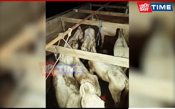 BSF M'laya Thwarts Horse Smuggling Attempt on International Border in East Jaintia Hills