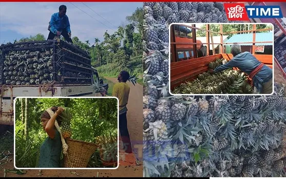 West Garo Hills' Ringgi Demdema Organic FPC Launches Season Sale for Kew Pineapples