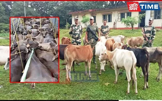 BSF Meghalaya Foils Cattle Smuggling Bids at Indo-Bangla Border, 88 Rescued