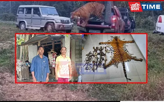 Bengal Tiger Rescued From Umananda Poached in Nameri, 2 Arrested