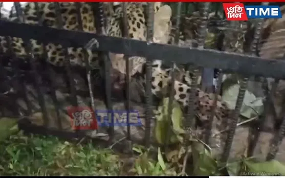 Assam: Leopard Prowling in Teok Caged