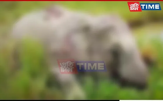 Assam: Two Elephants Found Dead Under Mysterious Circumstances In Nagaon