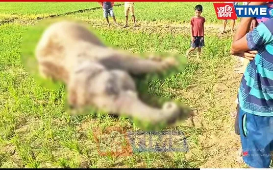 Teenage Elephant Dies of Suspected Food Poisoning in Hojai