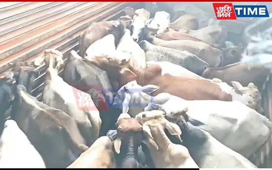 Assam Police Rescues 50 Cattle Heads In Jagiroad