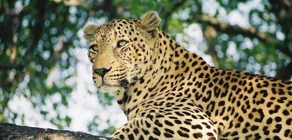 ‘No Direct Sighting of Leopard’, Clarifies Assam State Zoo Authorities