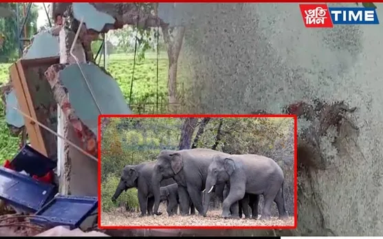 Wild Elephants Create Ruckus Inside School in Biswanath, Ransack 9 Rice Bags