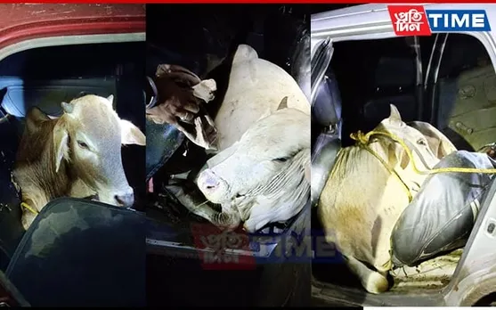 BSF Meghalaya Rescue 2 Cattle Found Crammed in 2 Cars near Indo-Bangla Border