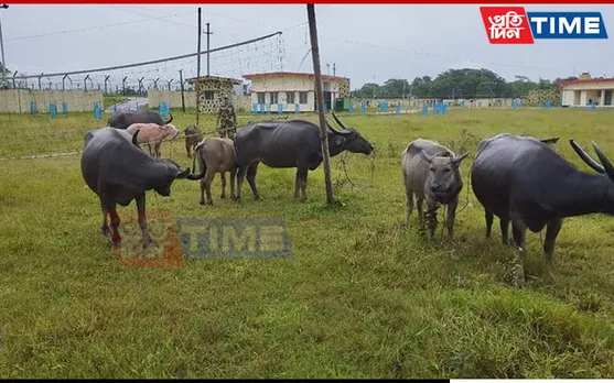 BSF Foils Cattle Smuggling Bid Across Indo-Bangla Border, 8 Buffaloes Rescued