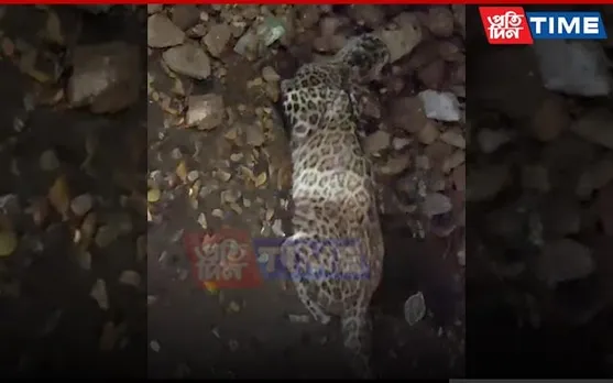 Leopard Hit by Car in Guwahati’s Bhangagarh, Escapes with Serious Bruises
