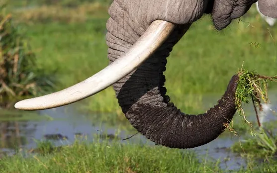 Assam: Elephant Tusk Seized In Raid At Residence In Morigaon; One Held