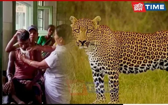 Leopard Attack in Assam’s Mariani Sparks Outrage Among Tea Garden Workers