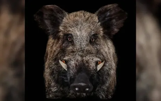 Wild Boar Attack Leaves Youth Seriously Injured In Assam's Bokakhat