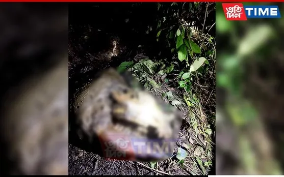 Assam: Rhino Skeleton Found at Manas National Park