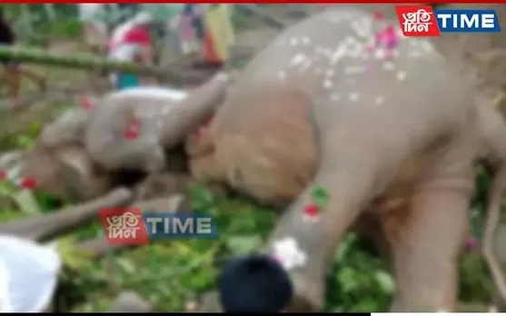 Guwahati: 3 Elephants Electrocuted To Death In Rani