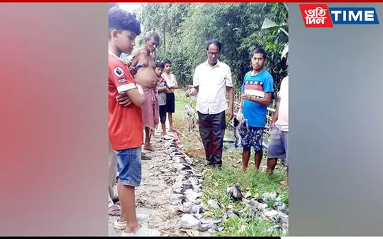Assam: Over 30 Asian Openbill Storks Found Dead In Jorhat