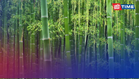 World Bamboo Day 2023: Embracing Sustainability and Versatility