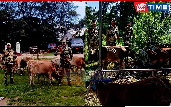 BSF Meghalaya Rescued 67 Cattle on Indo-Bangla Border