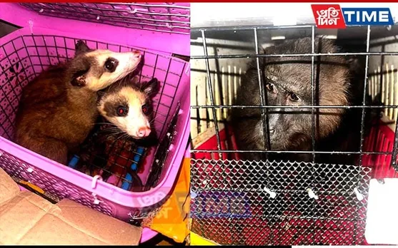 7 Exotic Animals Rescued from Wildlife Traffickers Along Assam-Mizoram Border