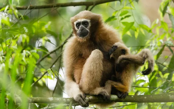 Assam: Hoolock Gibbon Dies Due to Forest Department's Alleged Negligence