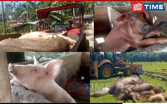 Around 904 Pigs Electrocuted Amid Heightened Fears over African Swine Fever in Lakhimpur