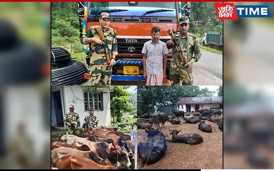 BSF M'laya Foiled Smuggling Attempts of Cattle and Sugar on Indo-Bangla Border