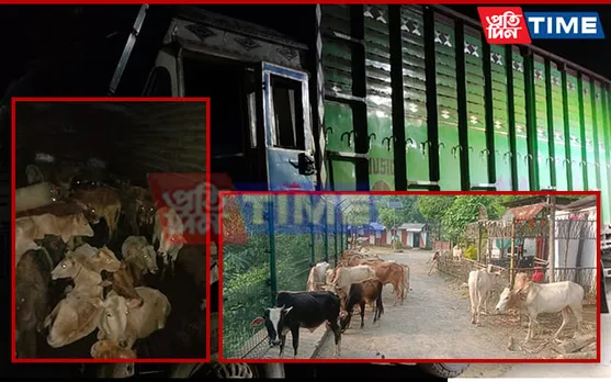 BSF Meghalaya Foils 2 Smuggling Attempt of Cattle on Int'l Border, 56 Rescued
