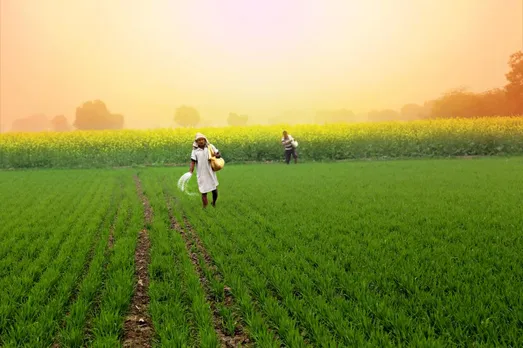 Bangladeshi Scientist Unveils 'Panchabrihi' Miracle: A Single Rice Tree, Four Seasons of Abundance!