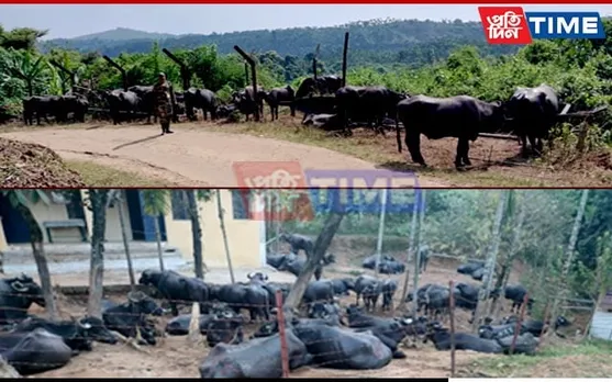 BSF M'laya Thwarts Cattle Smuggling Attempt Along Int'l Border of West Jaintia Hills