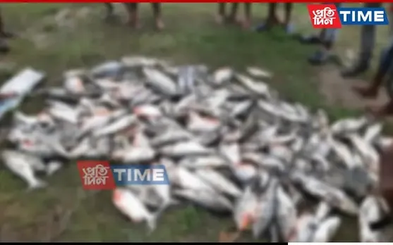 Assam: Hundreds of Fish Found Dead in Pond; Poisoning Suspected