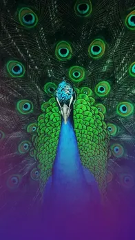 Most Beautiful Peacock Species in The World