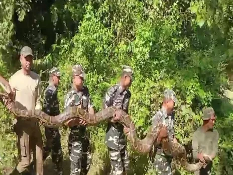 Assam: 100kg Python Rescued In Udalguri; Later Released Into Wild