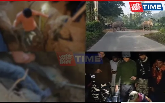 Elephant Calf Dies after Falling into Pit in Assam’s Titabar