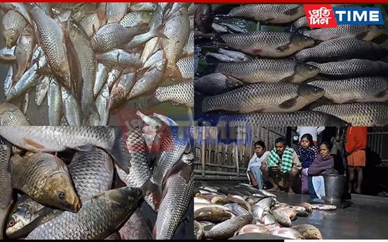 Miscreants Poison Fish Culture Pond in Assam’s Kaliabor, Inflict Loss of Rs 1.5 Lakh