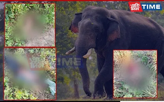 Rogue Elephant Kill Four Including Two Children in Assam’s Karbi Anglong
