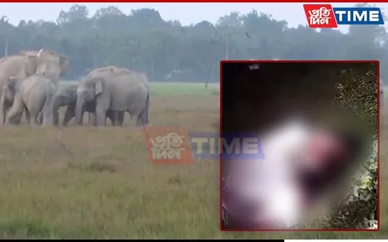 Assam: Youth Killed In Wild Jumbo Attack in Golaghat